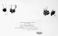 Cladonia fimbriata image